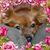 Tiffiney Pierce's profile image