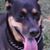 Aries Williams's profile image