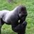 James Beattie's profile image