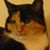 Jennifer Stevens Sinks's profile image