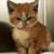 Leeann Scheid's profile image
