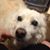 Sharon Lippencott's profile image