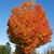 Carole Stepp's profile image