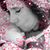 Korie Hunter Searles's profile image