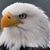 Art Mott's profile image
