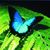 Pamelia Lynch Snelling's profile image