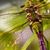 Dawn Bloomquist's profile image