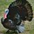 June Rash's profile image