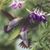 Candice Hobon's profile image