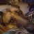 Rosanne Colvano Stoddard's profile image