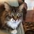 Chris Campagna's profile image