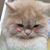 Lili Flower's profile image