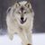 Steve Gardner's profile image