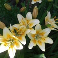 Jean Shaffer's profile image