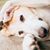 Derrick N Elizabeth Mesaros's profile image