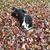 Caleb Bellin's profile image