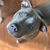 Paula Miller-Moore's profile image