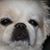 Dwight Hirota's profile image