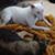 Kelley Brown's profile image
