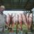 Rick Richbourg's profile image
