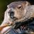 Phillip Carter's profile image