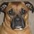 Sharon Fink Whitman's profile image