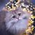 Sandy Hayes's profile image