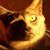 Grey Allen's profile image