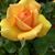 Debra Raspante's profile image