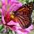 Noelle Geyer Hamilton's profile image