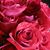 Valerie Fryar's profile image