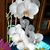 Paola Sulis's profile image