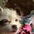 Lisa Mattzela's profile image