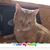 Jacki Tappe-Belskis's profile image