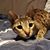 Rebecca Seilicki's profile image