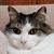 Renee Scherer's profile image