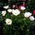 Mary Ann McLeod's profile image