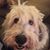 Molly Sasak's profile image