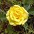 Chris Miller Williams's profile image