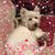 Donna Hershey's profile image