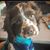 Ray Stevens's profile image