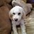 Diane Johnson's profile image