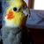 Robert Ingalls's profile image