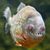 David Gregory Pihl's profile image