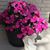 Jo Ann Snodgrass Bentti's profile image