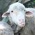 Jo Greenwell Rolston's profile image