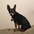 Nicolette Russell's profile image