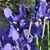 Nancy A. Grundman's profile image