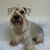 Ingrid Stoll's profile image
