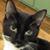 Franc Papaleo's profile image